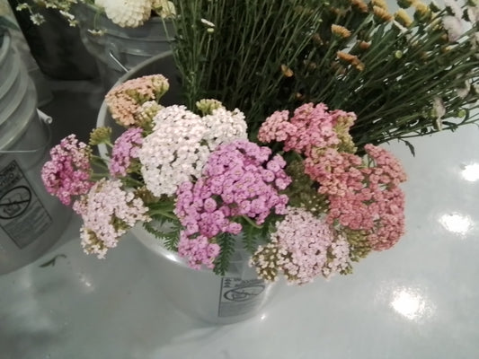 rn-image_picker_lib_temp_4dc9d778-ef9d-46e8-8213-8c8d785efa9d - Rainbow Floral