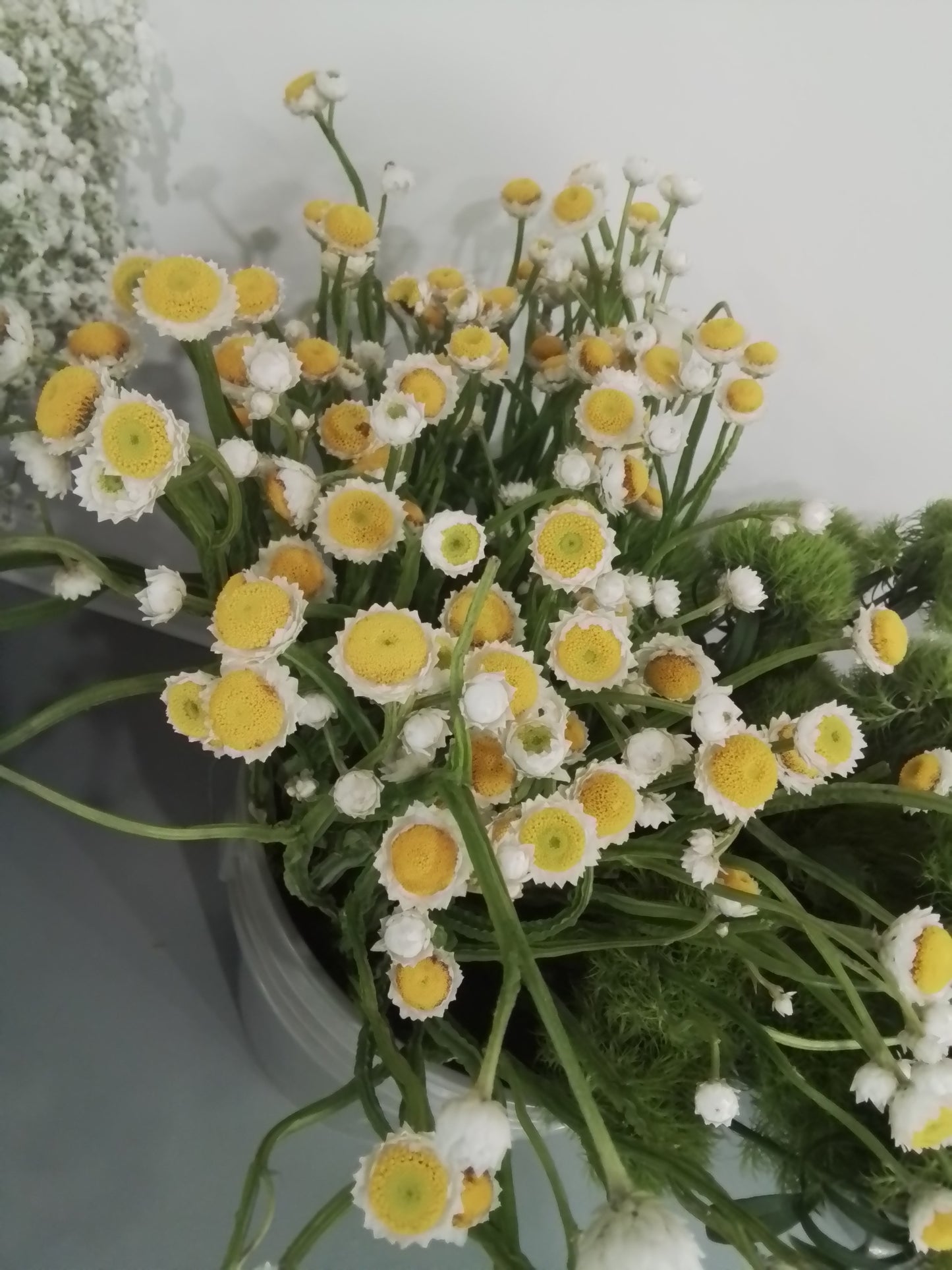 Matricaria new