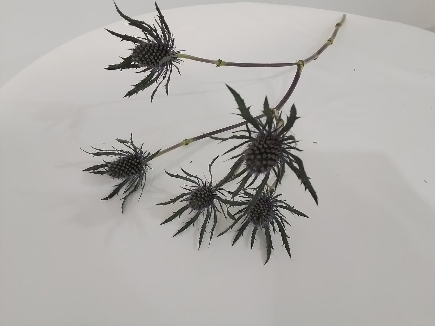 Thistle blue